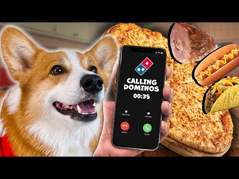 Talking Corgis are the BEST dogs! | Dogs TALK like humans! | REASONS to get a Corgi!