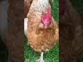 CHICKEN LICKING