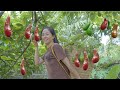 Harvest Avocado Garden Goes to the market sell - Gardening | Jolie Daily Life