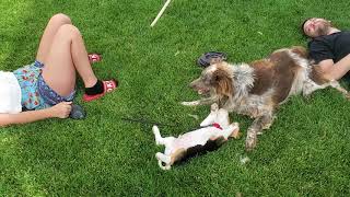 Beagle Puppy playing with Aussie!