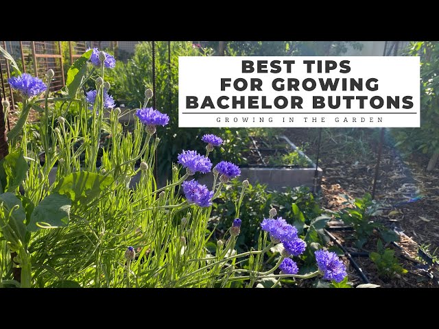 Growing Cornflowers, or Bachelor Buttons, in Your Garden - Travis