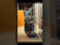 エメ #下関市 #里親募集中 #ディアンク #お見合いは随時受け付けてます