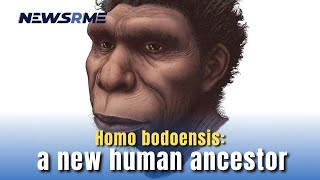 Homo bodoensis: a new human ancestor | US News | NewsRme