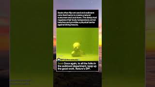 The Secret Reason Seals Cover Themselves In Sand