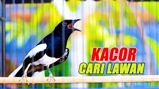 KACER GACOR CARI LAWAN, KACER LAIN CEPAT TERPANCING JADI GACOR