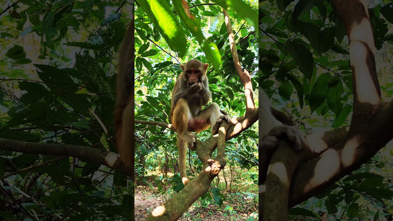 Cute Monkey Munching Happily on a Tree Branch 🐒🌿✨