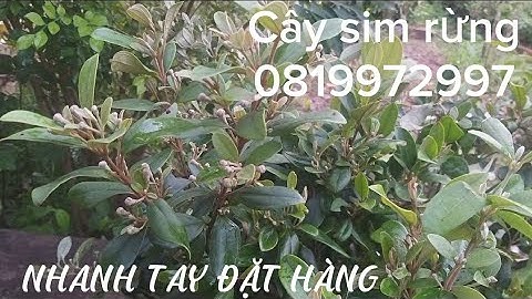 Sỉ lẻ cây sim rừng đang ra nụ quá đẹp/0819972997