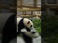 追いかけっこ子パンダ #shorts #パンダ #楓浜 #panda