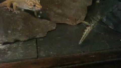 Leopard gecko vs. Grasshopper