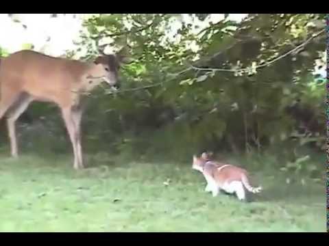 the-cat-hunts-for-elk-/-Кот-охотится-на-лося