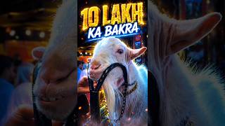 10 Lakh Ka Bakra Dalfa Cattle Show 2026 fyp viral shakirkyvlog