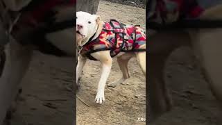 Pitbull Dog Kennel Ajay Dog Kennel Pitha Phone Number Dungi