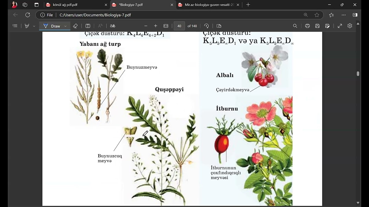 Örtülütoxumlular şöbəsi ( 1 ci hissə )