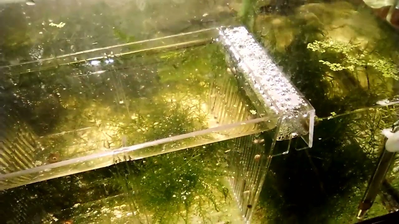 4 Alimentos caseros para alevines muy  pequeños