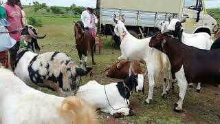 New lot Kota goats | Bakara eid series 2021