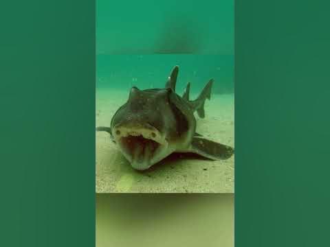 Акула ангел. Акула атакует - YouTube