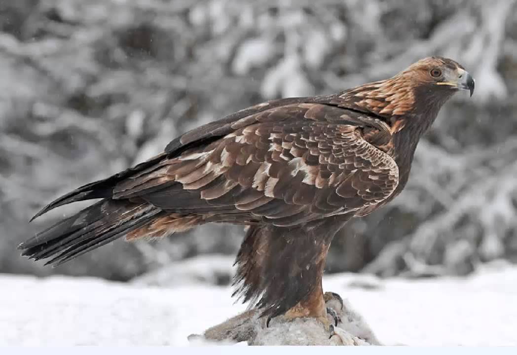 Aguila Real o Aguila Caudal Cantando Sonido para Llamar El Mejor - YouTube