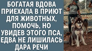 Богатая вдова приехала помочь приюту для животных… Но увидев этого пса, чуть не лишилась дара речи