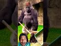 #funny video 🦍🤣 Gorilla ki viral reels