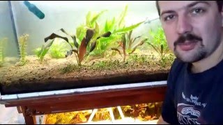 Саджаю рослини в акваріум.