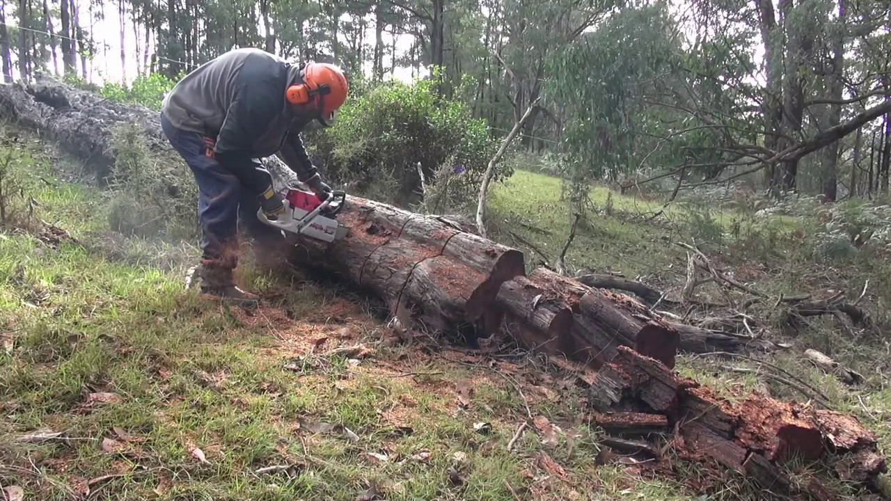 Baumr AG SX92 and the Husqvarna 572xp cutting big Wattle - YouTube
