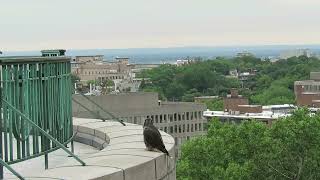 Faucon pèlerin juvénile à l'Oratoire Saint-Joseph - 8 juillet 2021