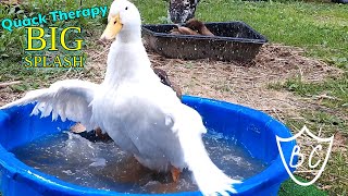 Benji the Duck and Her Friends  Make A Big Splash!