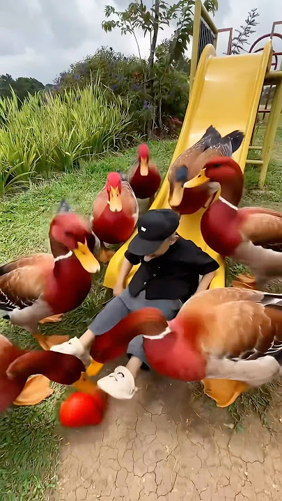 Bebeknya suara ayam