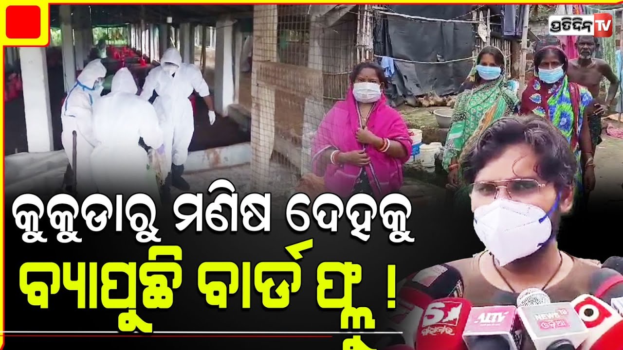 ପିପିଲିରେ ଡ଼ରାଇଲାଣି ବାର୍ଡ ଫ୍ଲୁ , ସଂକ୍ରମିତ ଅଂଚଳରେ କୁକୁଡ଼ା ମରା ଅଭିଯାନ ଜୋରଦାର |  Bird Flu In Human Body
