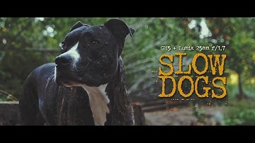 Slow Dogs (GH5 + Lumix G 25mm f/1.7)