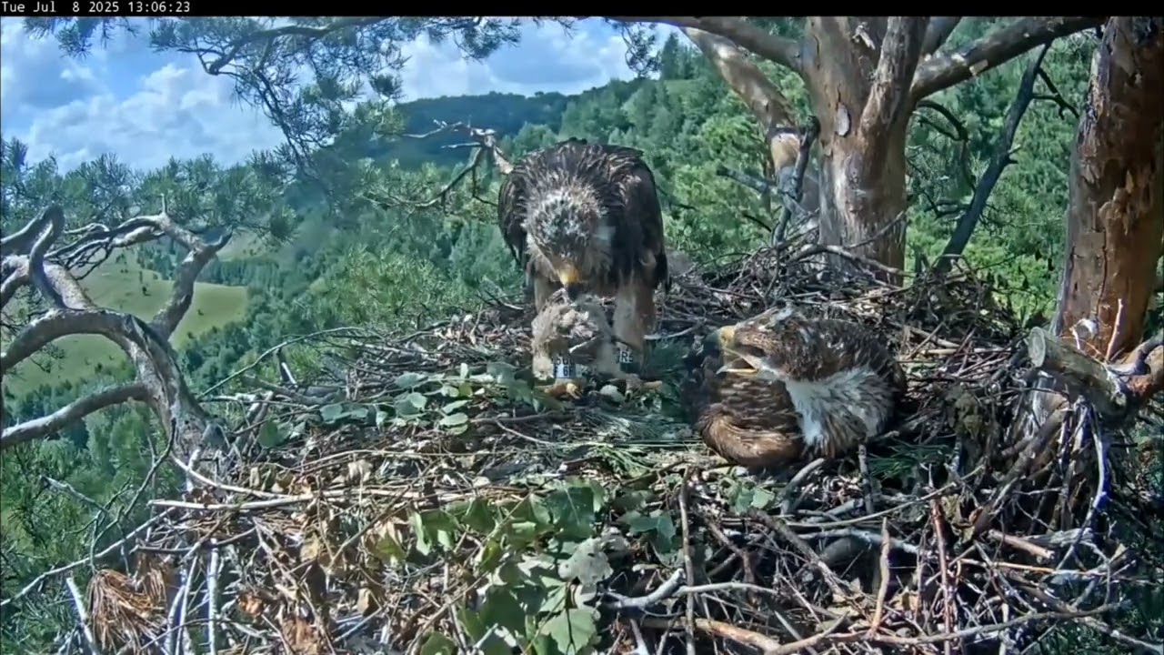 8.07.2025 Алтынычи. Алтын на обед принёс куропатку. Из в этом году тут много.