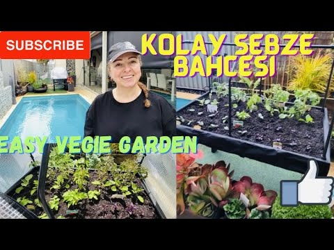 Video: Bezelye 'Little Marvel' Variety – Little Marvel Garden Bezelye Bitkileri Nasıl Yetiştirilir