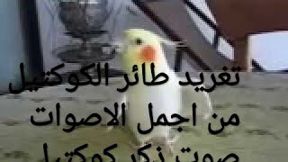 اجمل تغريد من طائر الكوكتيل