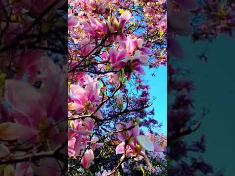 Beautiful Spring Flowers In Blue Sky ||Spring 4K #Shorts