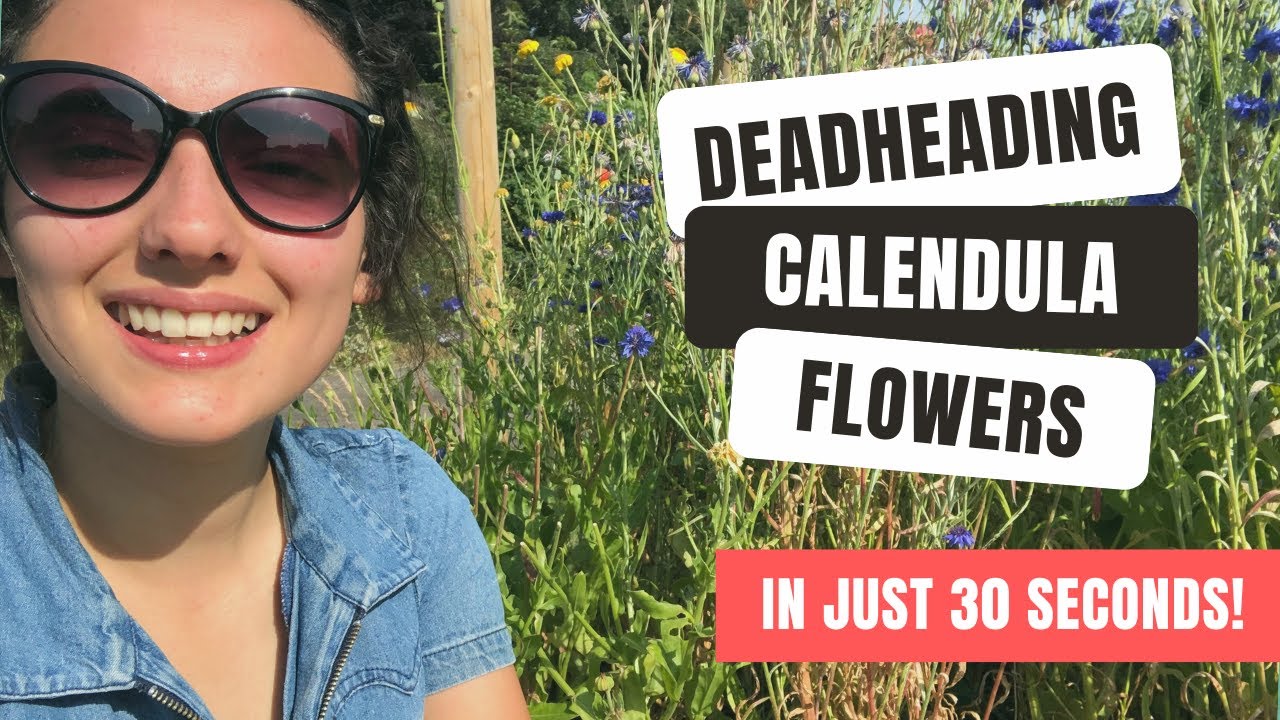 Should You Deadhead Calendula Flowers: Learn How To Deadhead A