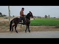 Horse riding  raja ghayas ahmed