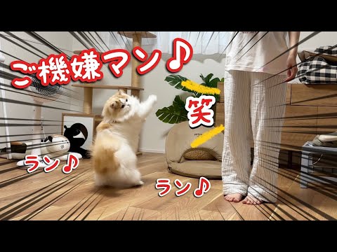 誕生日をお祝いしたらご機嫌になりすぎた猫が可愛すぎたw