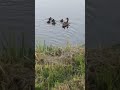 Mallard duck and ducklings on the river