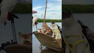 Paws &amp; Giggles 🐾😂  Cat &amp; Dog Happy Moments Part 39