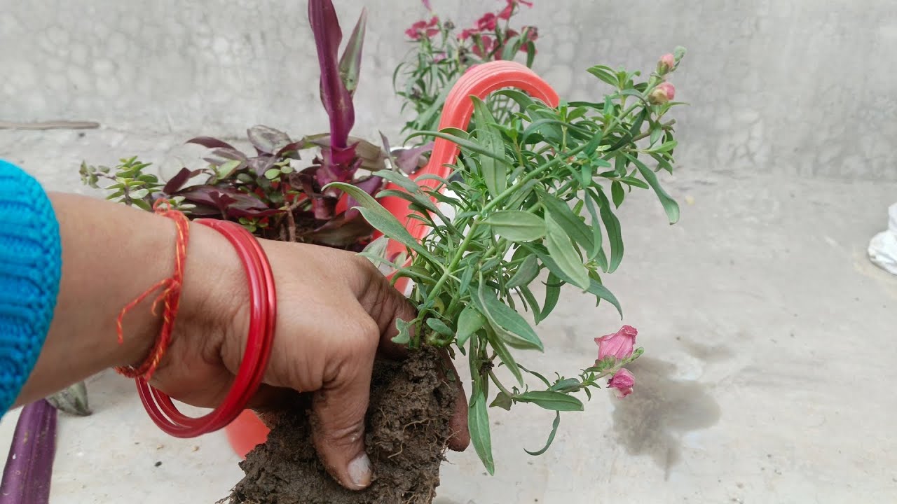 How to plant dog flower