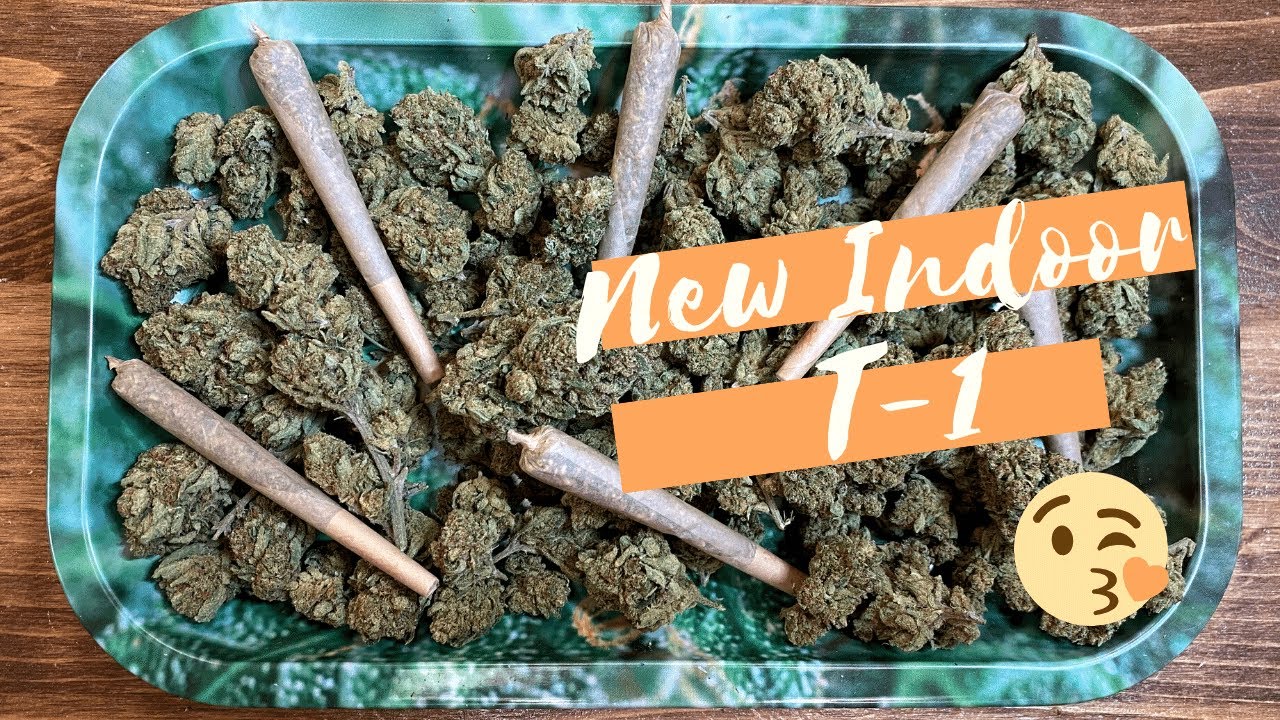 **18+** New Indoor Strain: T-1