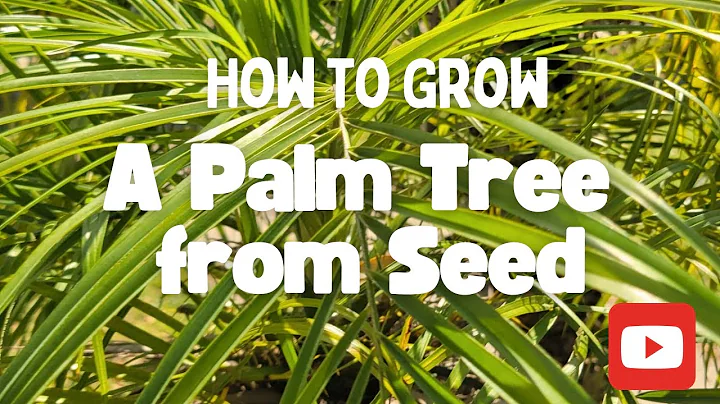 5 Steps for How to Grow Palm Trees from Seed