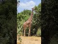 Reticulated Giraffe рџ Browsing In Samburu National Game Reserve In Kenya Reticulated Giraffe рџ Browsing In Samburu National Game Reserve In Kenya
