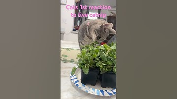Cats’ First Reaction to LIVE Catnip! 😹🌿