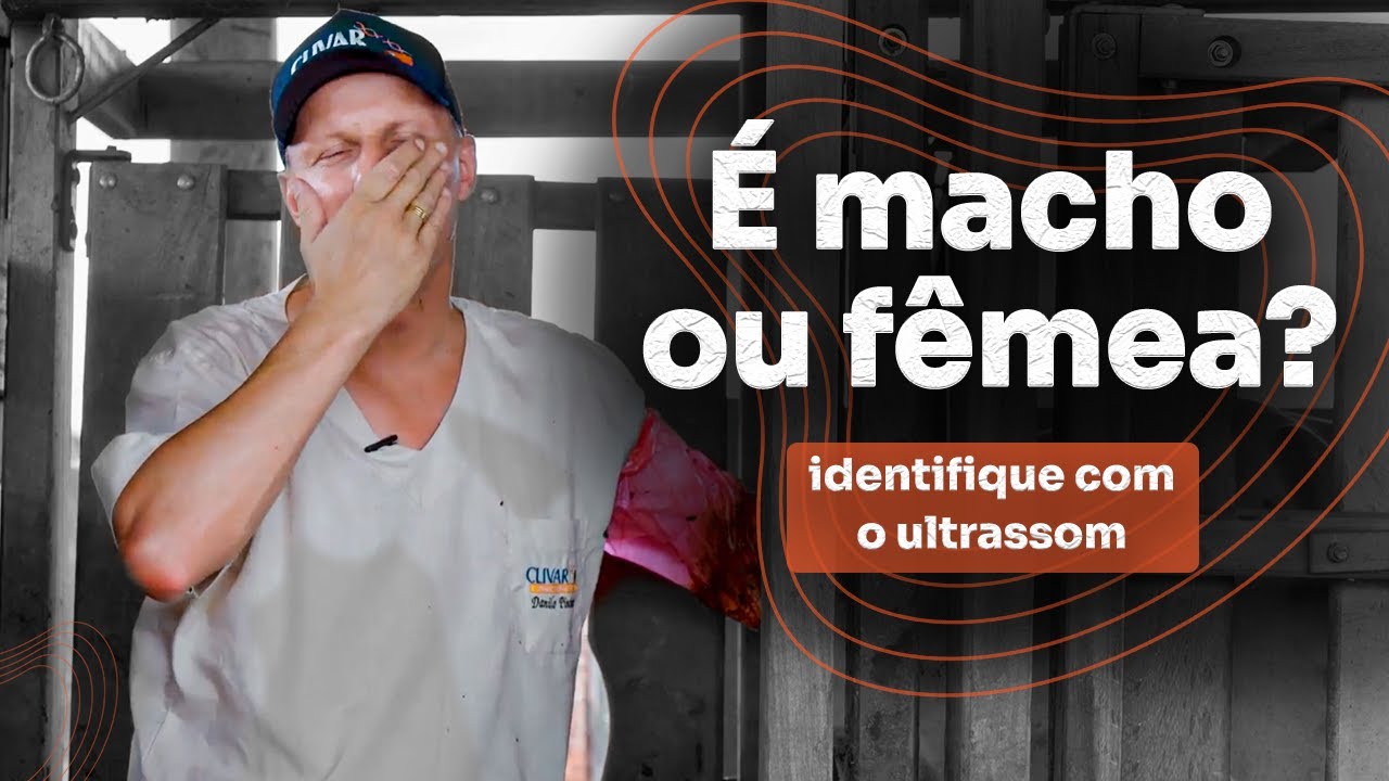 É macho ou fêmea? Aprenda sexagem fetal com o ultrassom!