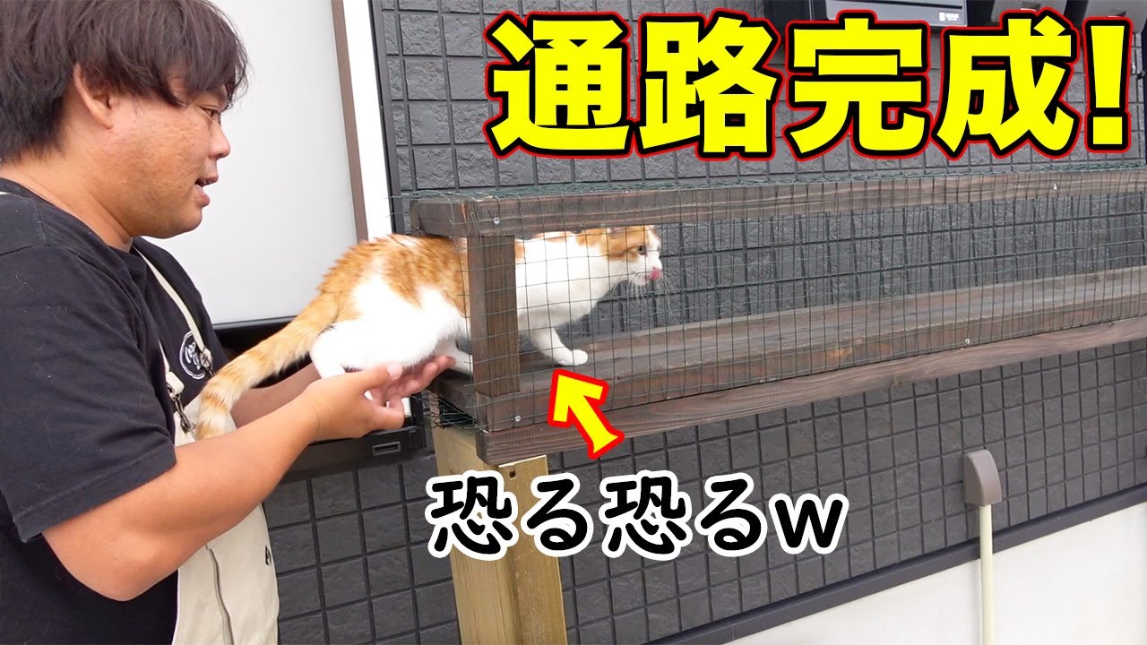 The passageway connecting the house and the cat room is complete