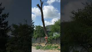 #Arboristika #Arboristlife #Chainsawman #Treework #Cuttingtrees #Stihl #Arborist #Chainsaw #Tree
