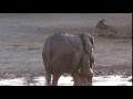 This adorable baby elephant didn't want to finish bath time.