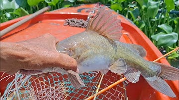 Câu cá lăng vàng , duoc nguyen vlogs