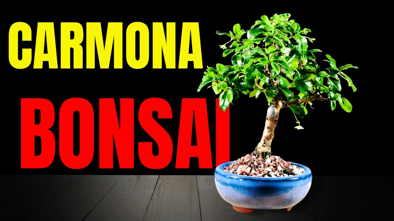 Îngrijire bonsai Carmona pentru începători – Ce să NU faci niciodată!